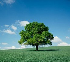 Glorious Oak Glorious Oak